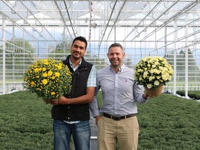 Rajvir Prasher, left, and Jack Rozendaal with some of the DeVry mum crop.