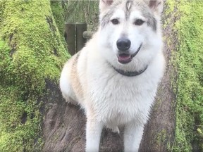 Valeria Calderoni's therapy dog, Kaoru, was shot and killed by a hunter during a hike on Monday.