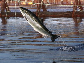 An Atlantic salmon leaps in an aquaculture farm pen.