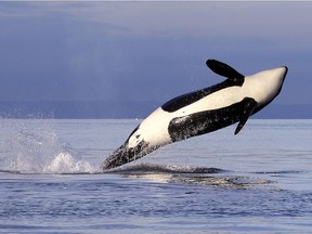 FILE- In this Jan. 18, 2014 photo, an endangered female orca leaps from the water while breaching in Puget Sound west of Seattle, as seen from a federal research vessel that had been tracking the whales. The orca is from the J pod, one of three groups of southern resident killer whales that frequent the inland waters of Washington state.