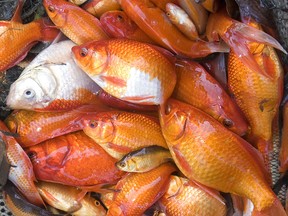 Thousands of gold fish have been removed from a pond in Cobourg, Ont. on Friday November 14, 2014.