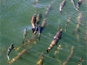 Salmon circle just below the surface inside a lock where they joined boats heading from salt water Shilshole Bay into fresh water Salmon Bay at the Ballard Locks in Seattle. The mass of warm water known as 'the blob' that heated up the North Pacific Ocean has dissipated, but scientists are still seeing the lingering effects of those unusually warm sea surface temperatures on Northwest salmon and steelhead.