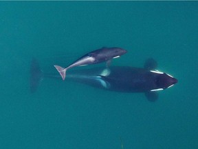 This September 2015 photo provided by NOAA Fisheries shows an adult female orca as she's about to surface with her youngest calf near the San Juan Islands in Washington state's Puget Sound.