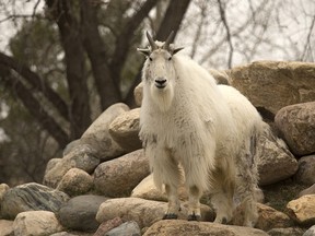 Olympic National Park officials are giving people more time to weigh in on their plan to remove non-native mountain goats from the park.