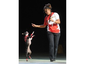 Lisa Sun and her one-eyed Boston terrier Bam Bam in action on the last day of the fair at the PNE  in Vancouver, BC., September 4, 2017.