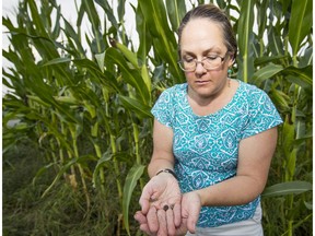 Tracy Hueppelsheuser with a selection of the many armyworms infesting a cornfield behind her in Abbotsford.  The voracious caterpillars eat grass and corn and have forced some farmers to harvest crops early before the bugs destroy them.