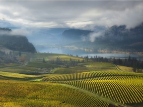 Pinot Noir ripens earlier than any other major red, and that makes it possible to plant it in cooler Okanagan Valley locations, where the results can be extremely captivating.