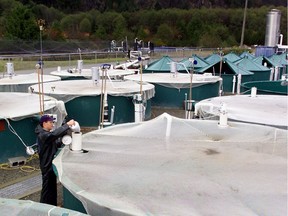 Kevin Leduc feeds smolts at the Gold River Smolt Co. in 2016. The company, on the former pulp-mill site, supplies fish farms with Atlantic salmon.