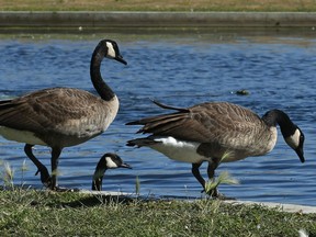 Nanaimo mulls solution to damage caused by huge flocks of Canada geese