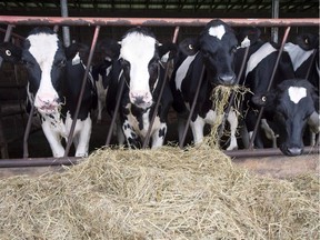 Dairy cows at a farm in Danville, Que. Supply management controls levels of milk production by tying it to Canadian consumer demand and limiting foreign competition through high tariffs. Similar systems also regulate production of cheese, poultry and eggs.