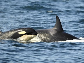 The rich social interaction and highly evolved brains of some whales are linked in a kind of evolutionary feedback loop, a newly published paper suggests. The research, largely done at the University of British Columbia, sheds new light on similarities between whale and human evolution.