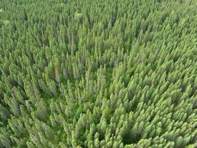 The Council of Forest Industries recently set out some ideas that we believe can help us get to a better future for the sector in a document “Smart Future: A Path Forward for B.C.’s Forest Industry.”