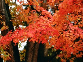 Acer Harvest Orange carries its unique orange colour well into fall.