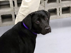 Lulu the labrador, a former bomb-sniffing dog recruit. Lulu was dropped from a Central Intelligence Agency program after she lost interest in finding explosives.