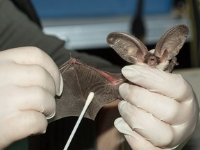 A scientist collects bacterial samples from a spotted bat in a handout photo. Canadian scientists are racing to test a remedy that they hope will save bats from a deadly fungus that has already killed millions of the winged mammals across the continent.