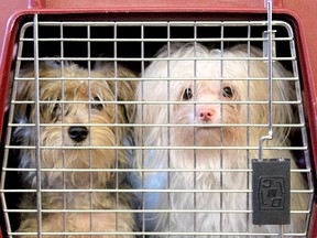 The B.C. SPCA is caring for 20 small-breed dogs and puppies after executing a search warrant on a Chilliwack property.