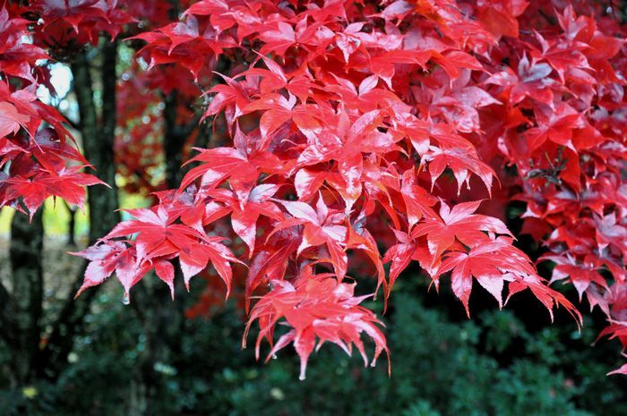 むぎゅうさ「Autumnal tints」 Red Leaf Autumn colors Wallpaper 4K, Tohoku, Autumn Forest