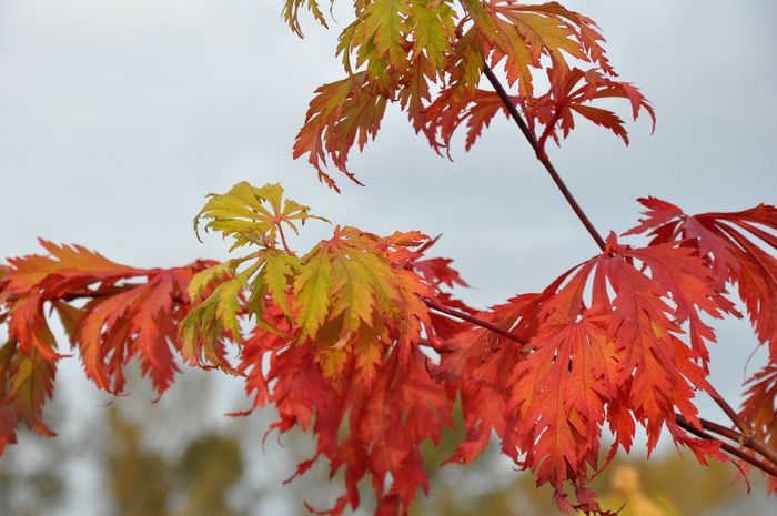 むぎゅうさ「Autumnal tints」 Red Leaf Brian Minter: Stunning maples provide an eye-catching fall