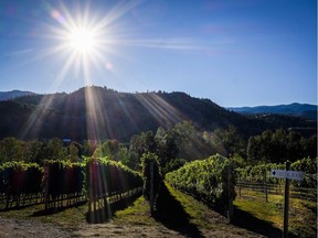 Rows of grape vines at the Okanagan Valley's River Stone Estate Winery in Oliver.