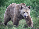 Under revised B.C. regulations grizzly bears can still be hunted, but only in restricted circumstances for meat. No trophy parts — hide, skull or paws — can be kept by the hunter.