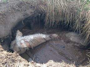 A horse named Digger is seen stuck in a sewage pit in this undated handout photo. An Alberta horse that was rescued from a sewage pit has died, but its owner says she's thankful she was able to clean the animal off and be with him during his final moments.
