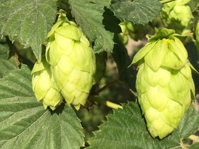 Plump hops approaching maturity. For Brian Minter column [PNG Merlin Archive]
PNG
