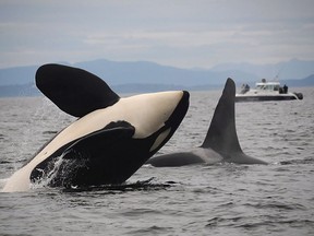 Ottawa has announced $26.6 million in funding for research to help better understand noise pressures on marine mammals, such as the southern resident killer whales. Two southern resident killer whales are seen in this undated handout photo. The latest endeavour for the recovery effort of the whales, listed as endangered in the United States and species at risk in Canada, comes this week to Vancouver where scientists, industry, Indigenous groups, government officials and others meet Oct. 11-12 in a symposium looking for solutions.THE CANADIAN PRESS/HO, Northwest Fisheries Science Center *MANDATORY CREDIT* ORG XMIT: CPT503

HANDOUT PHOTO; ONE TIME USE ONLY; NO ARCHIVES; NotForResale; MANDATORY CREDIT THE CANADIAN PRESS PROVIDES ACCESS TO THIS HANDOUT PHOTO TO BE USED SOLELY TO ILLUSTRATE NEWS REPORTING OR COMMENTARY ON THE FACTS OR EVENTS DEPICTED IN THIS IMAGE. THIS IMAGE MAY BE USED ONLY FOR 14 DAYS FROM THE TIME OF TRANSMISSION.
HO,