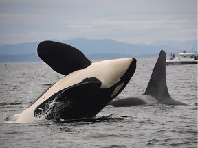 Two southern resident killer whales attract some interest for whale watchers.