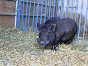 Lyle, a two-tear-old pig is looking for a good home in British Columbia. The B.C. SPCA says Lyle likes to sing.