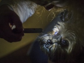 Dr. Edouard Marchal checks Vallie prior to a Epilepsy study at the Ontario Veterinarian College in Guelph, Wednesday July 12, 2017