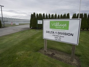 Village Farms in Delta, B.C., has signed an agreement with a Victoria marijuana company to replace tomatoes with pot in a Village Farms greenhouse.