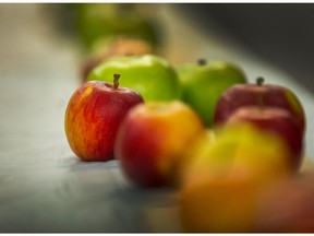 Almost 200 different kinds of apples were on display at the Apple Festival at UBC Botanical Gardens in Vancouver, B.C., October 15, 2017.