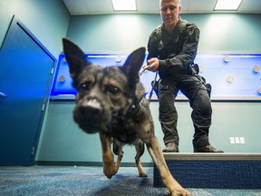 Vancouver police dog Hawk, pictured in this file photo, was involved in a car crash early Sunday morning. He is uninjured.