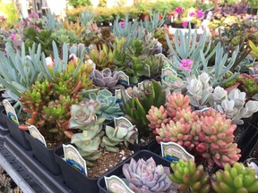 Tender succulents must be brought indoors before frost and kept in a cool, bright location. Water sparingly.