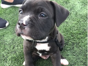 Surrey RCMP is appealing to the public for assistance following the robbery of Tank the pit bull after the victim posted an ad for the puppy online.