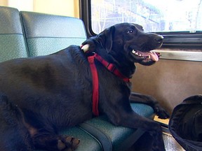 FILE PHOTO: This image provided by KOMO-TV shows Eclipse, a black Labrador on a bus in Seattle.