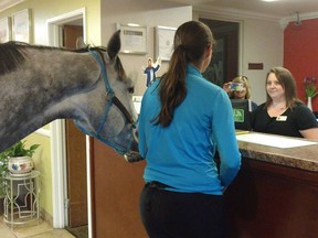 Lindsey Partridge checks into the Super 8 in Georgetown, Ky. with her horse Blizz.