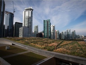 Landscaper Matt Cronk, bottom centre, cuts the grass and plants on the Vancouver Convention Centre's six-acre living roof in Vancouver, B.C., on Thursday October 9, 2014.