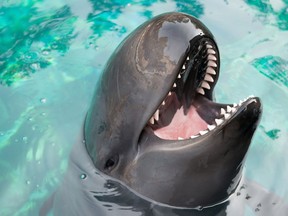 Chester, a young false killer whale (Pseudorca crassidens), died Friday at the Vancouver Aquarium.