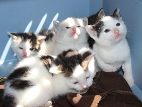 Burns Lake is getting a handle on its feral cat population, thanks to grants from the SPCA and other local organizations. They have fixed 500 cats in recent years. Here is a batch of kittens who were rescued early enough to become house cats.