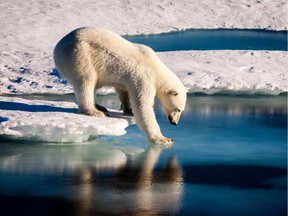 An August 2015 photo provided by the European Geosciences Union shows a polar bear testing the strength of thin sea ice in the Arctic.