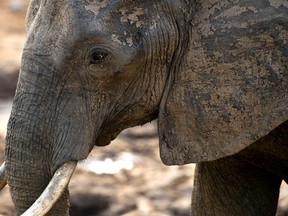 President Donald Trump is reviewing the recently announced lifting of a U.S. ban on elephant trophies.