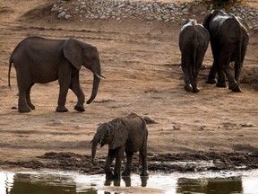 African elephants in Hwange National Park in Zimbabwe, pictured in 2012. The Trump administration in the U.S. announced it is lifting a federal ban on the importation of body parts from African elephants shot for sport.