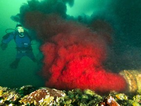 Blood water discharges from an effluent pipe at Browns Bay Packing Company near Campbell River. The company processes farmed Atlantic salmon and wild salmon advocates fear it will spread a highly-contagious virus to wild stocks.