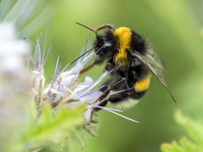 Many bees are either strongly biased toward their left or right wing.