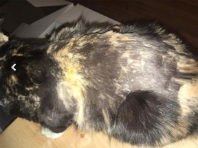 Gigi the cat, after it was shaved. Remaining fur appears to be discoloured, possibly because of bleach.