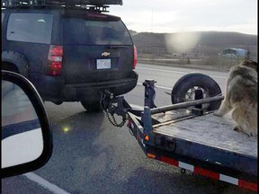 The dog seems to be tied to the trailer by a leash on the front rail.