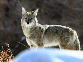 The Stanley Park Ecology Society is looking for yards where they can install ‘coyote cams’ to study how coyotes behave in an urban setting.