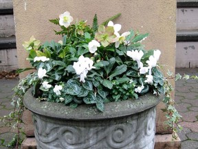 Winter container with helleborus, cyclamen, fern, viola and ivy.