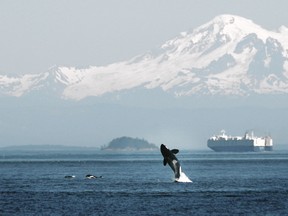 The ECHO Program supports a series of initiatives aimed at better understanding the impacts of shipping activities on whales and cetaceans throughout B.C.’s south coast.